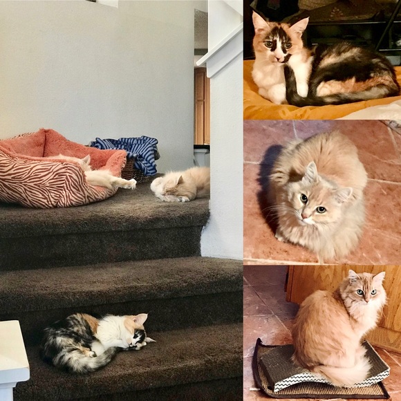 @krystalrose619 Other - 🐾🐈National Pet Day🐈🐾